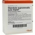 GLANDULA SUPRARENALIS suis Injeel Ampolas